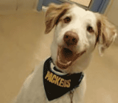 Sponsored Animal: Buddy